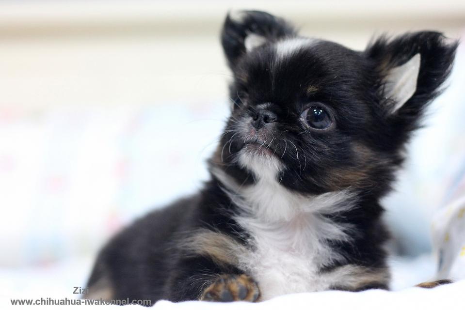 จำหน่ายลูกสุนัขชิวาวา