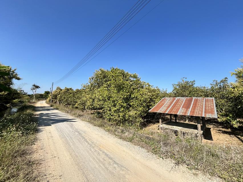 ขายที่ดิน สวนมะม่วงพร้อมให้ผลผลิต 4