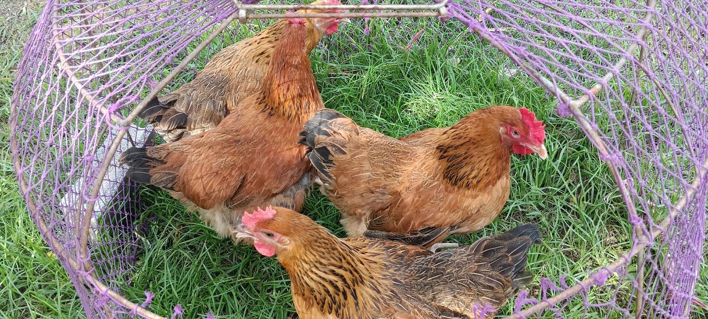 ไก่เหวินชาง(ไก่ไหหลำ)