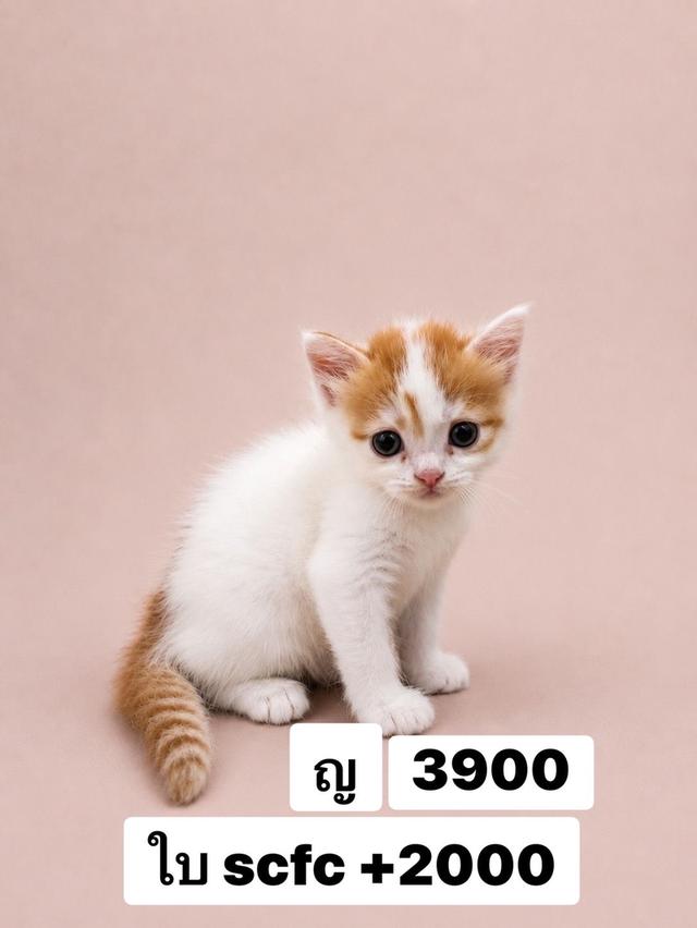 สก๊อตติชแท้  ญ หูตั้ง