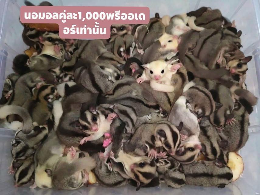 ชูก้าไรเดอร์พรีออเดอร์