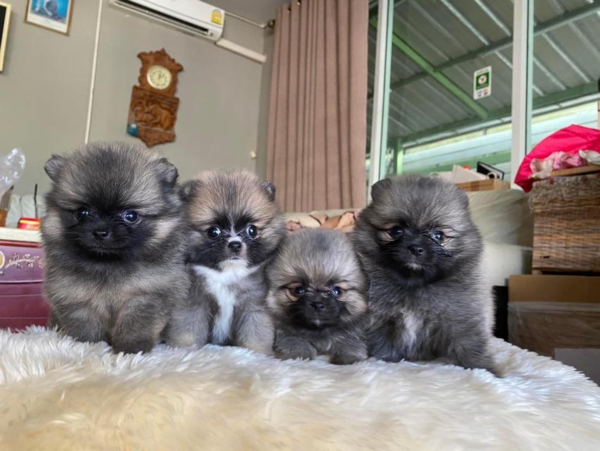 ลูกปอมเมอเรเนียนแท้ ส่งทั่วประเทศ