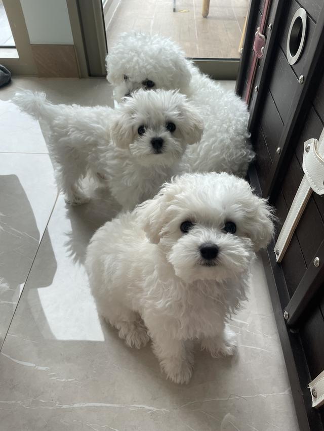 ลูกบิชองฟริเซ่ (เด็กชายมันดู) 4