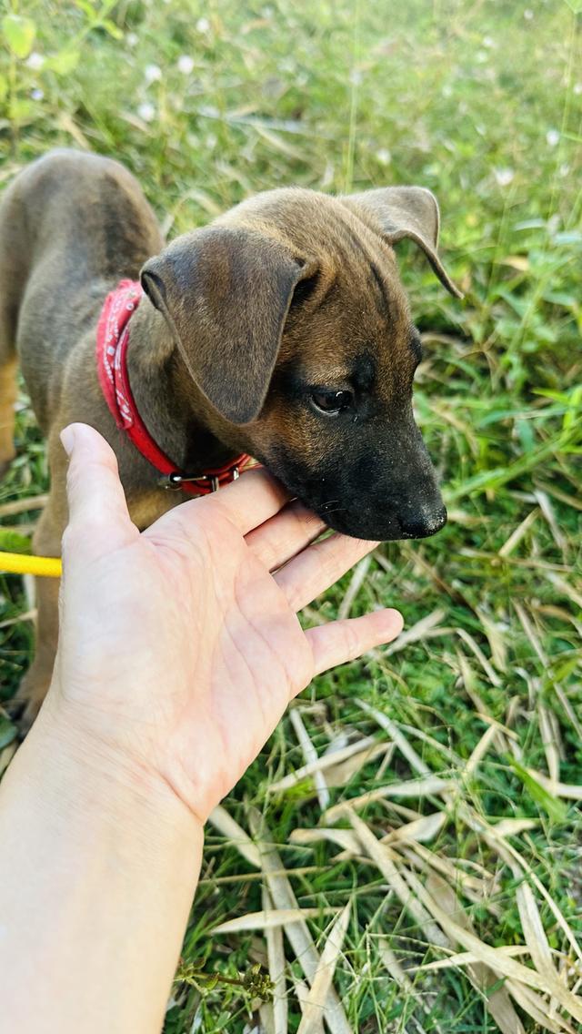 Ridgeback / สุนัข ไทย หลังอาน