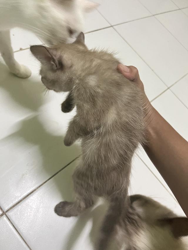 ขายลูกแมววิเชียรมาศกับขาวมนี 5