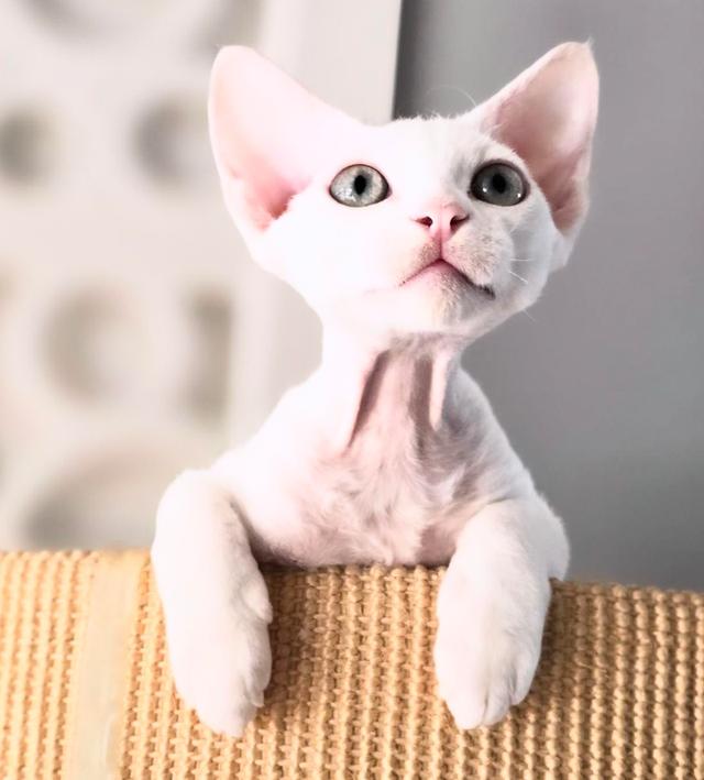 ลูกแมวเดวอนเร็กซ์สีขาว พันธุ์แท้ 100% 3