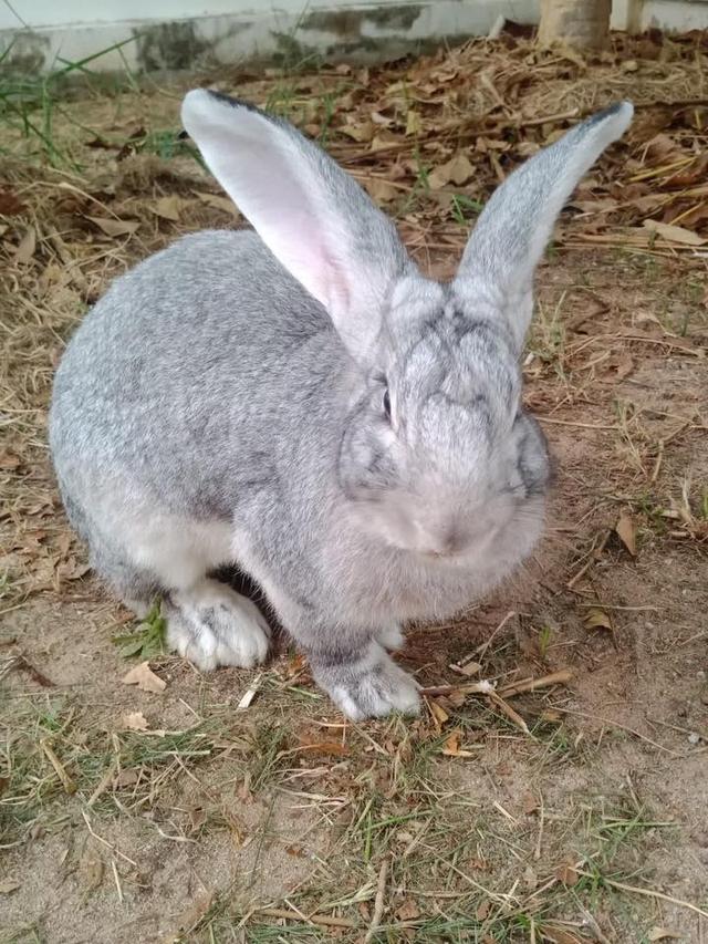 เบบี้น้อย Flemish Giant