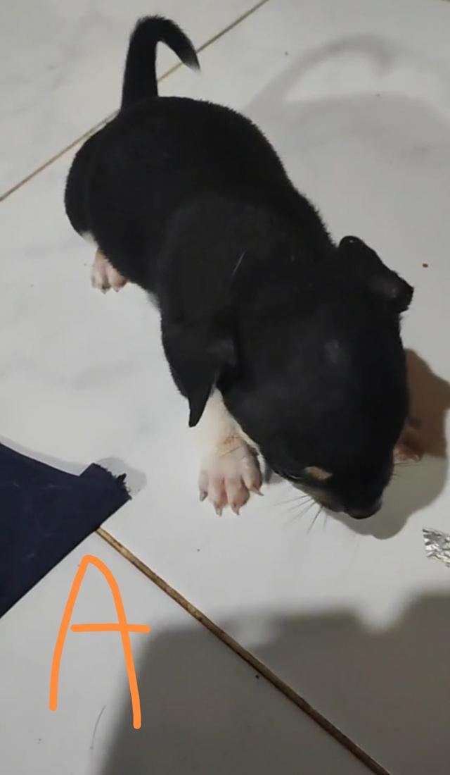 ลูกชิวาวา