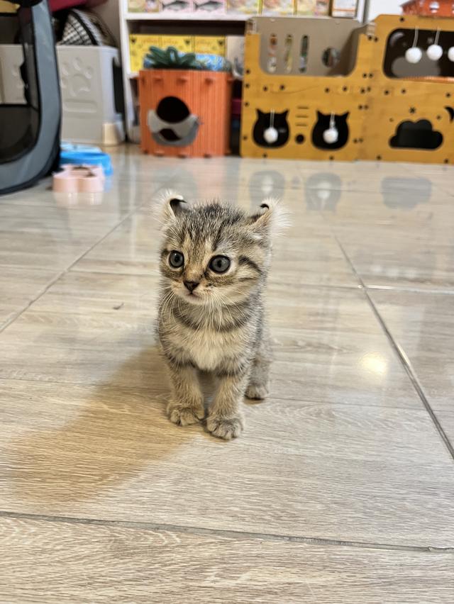 แมวหูบิน อเมริกันเคริล รูปที่ 3