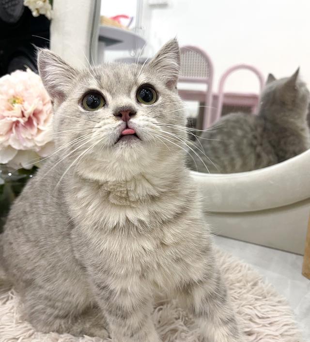 British Shorthair ใบเพ็ด WCF