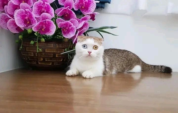 น้องแมวมันช์กิ้น ตาสองสีสวยมากกก