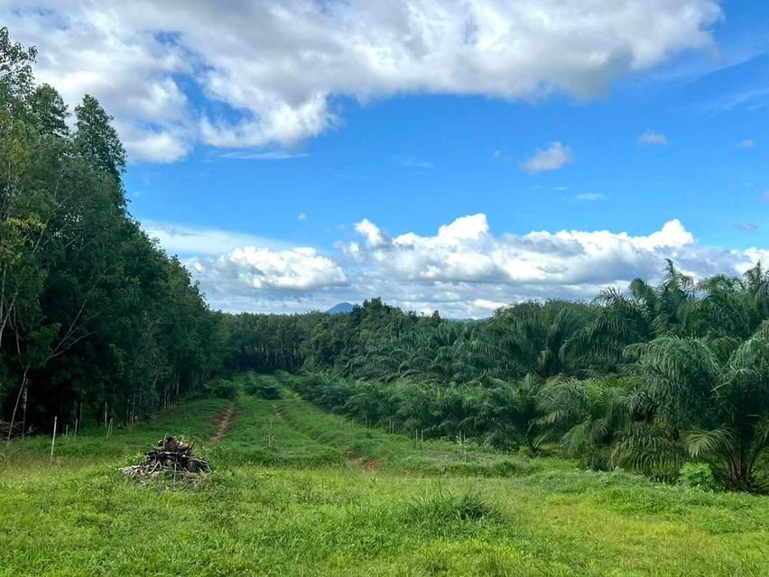 สวนปาล์มสวนทุเรียนพร้อมบ้านสวน 4