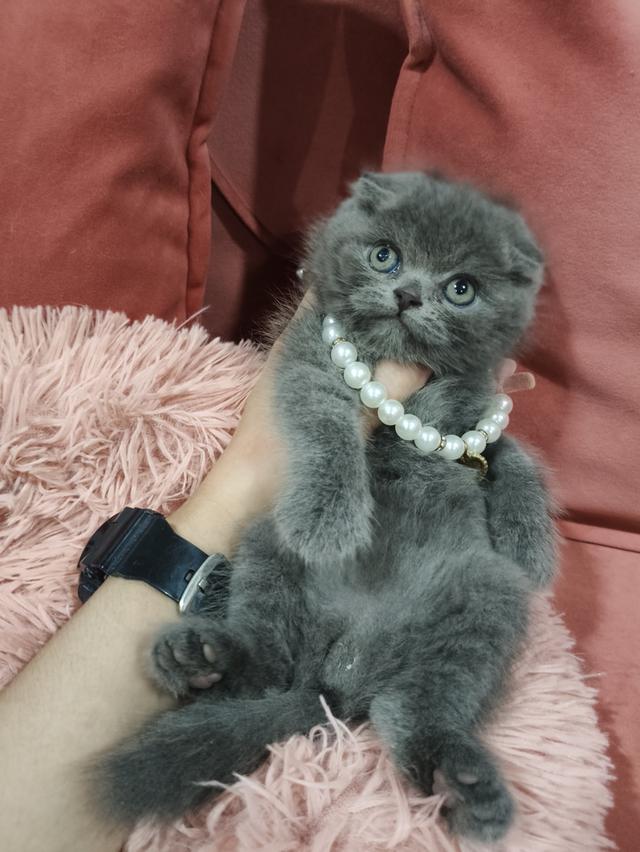 ❌❌ปิดการขาย❌❌เด็กชายหาบ้าน 💒🏡 สีบลูเข้ม😻😻 รูปย่อยที่ 2