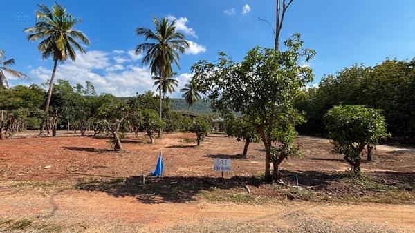 ขายที่ดินเปล่า พร้อมสวนมะม่วง 180 ตร.ว. / 199,999 บ.  097 446 4446 4