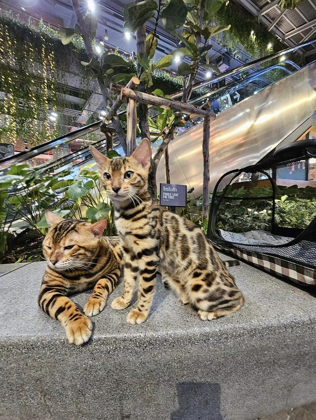 ส่งต่อ Bengal  3