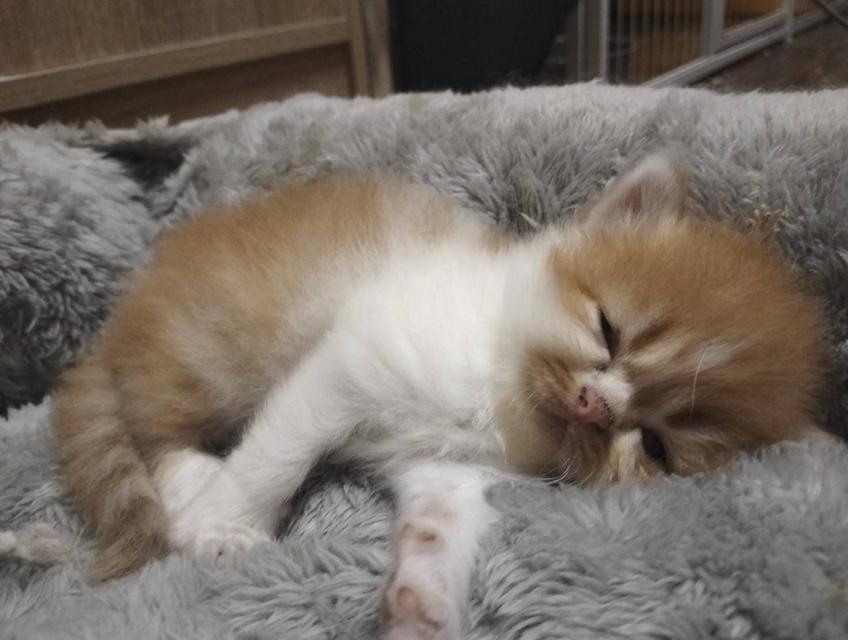 🌈เปิดจองน้องๆ ❤️ ขาวตาฟ้า ดำตาฟ้า ส้มกาฟิว สามสีตาฟ้า