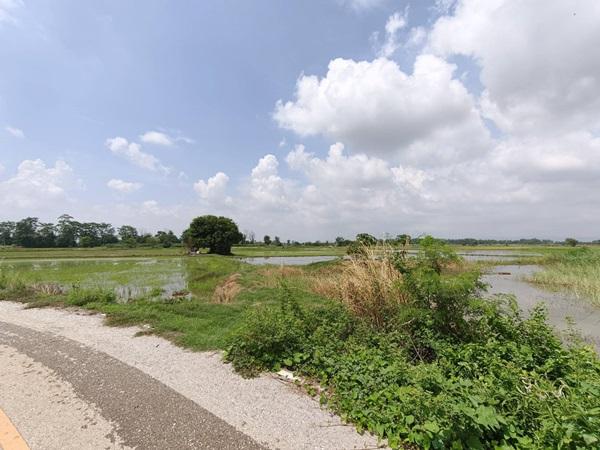 ขายที่ดิน ที่นา พิษณุโลก อำเภอวังทอง 19 ไร่ สวยมาก วิวนาสวย อากาศดี เงียบสงบ โทร 063-2825635 5