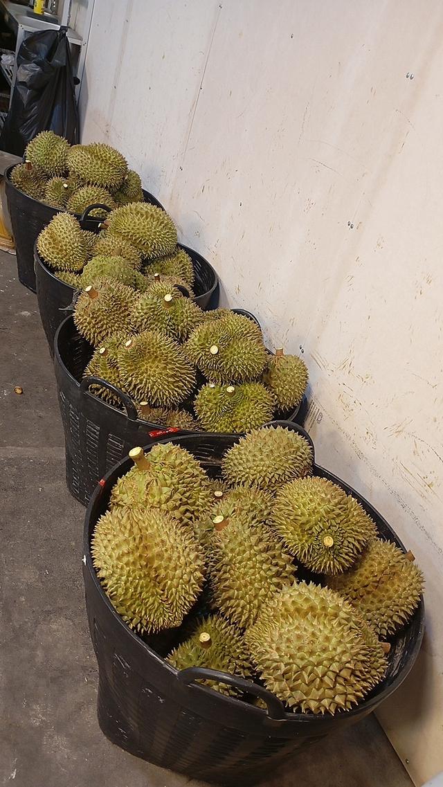 ทุเรียนหมอนทองเป็นลูกรับประกันเนื่อ