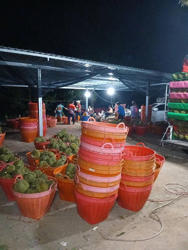 สวนทุเรียนให้ผลผลิต5ล้าน+ต่อปี เช็คพื้นที่ได้ทันที 14