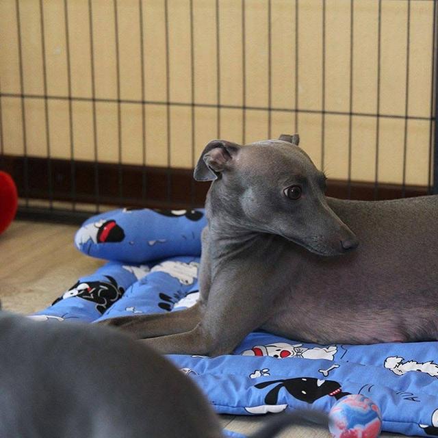 ลูกสุนัข Italian Greyhound สีเทาล้วน 5