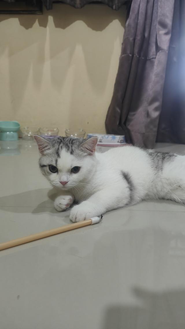 Scottish Fold (boy) 5