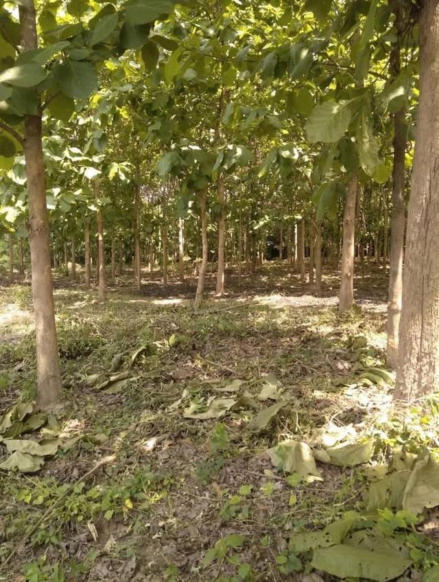 ที่ดินสวนไม้สัก 5 ไร่ 23 ตร.ว. จ.ลำปาง 3