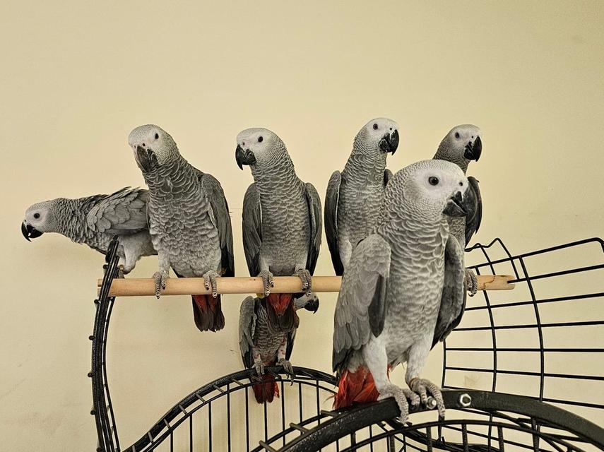 Talking African Grey Parrots for sale รูปย่อยที่ 2