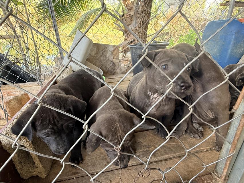 สุนัขไทยหลังอาน เลือด 100% 9