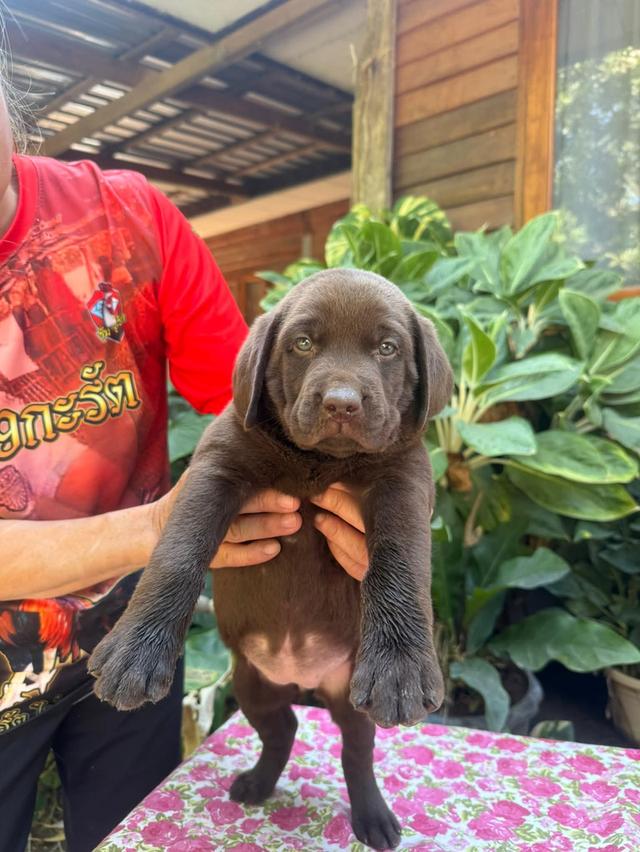 สุนัขลาบราดอร์ รีทรีฟเวอร์ รูปที่ 7