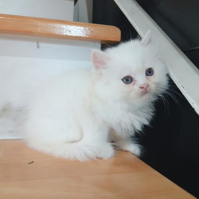 ขายลูกแมวเปอร์เซียน่ารัก ผู้ชาย ผู้หญิง พระรามสอง เทียนทะเล รูปที่ 14