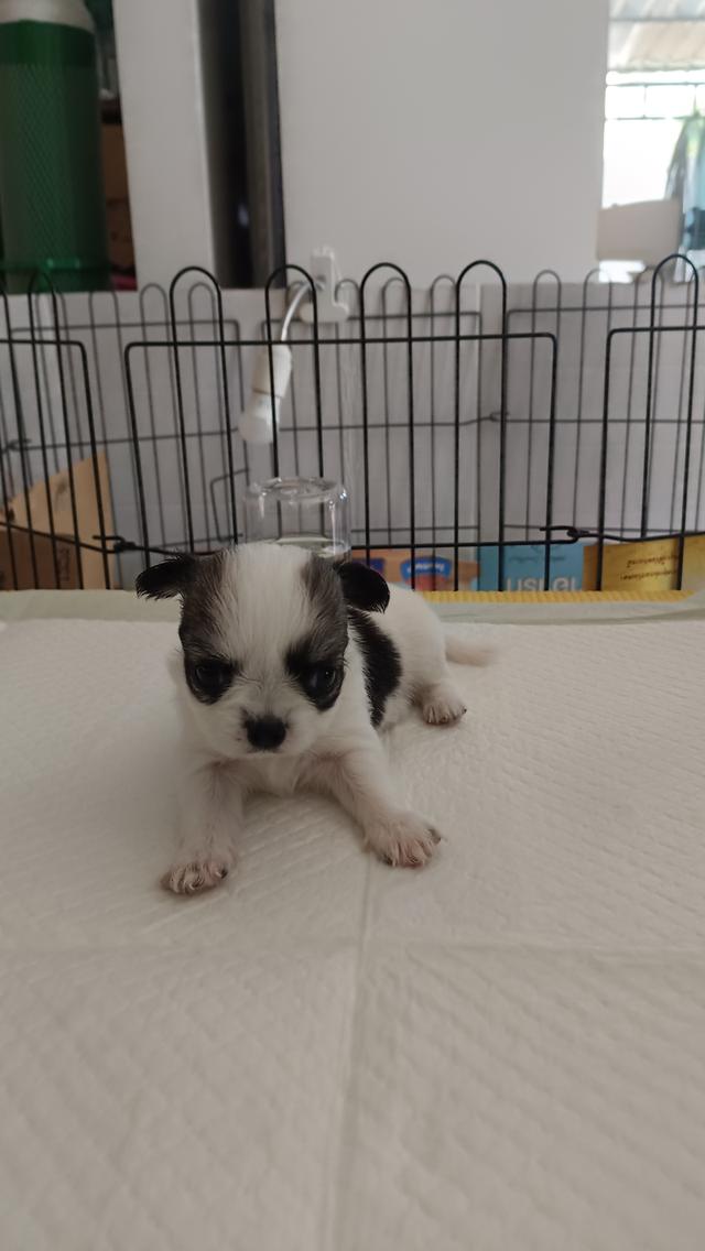 สุนัขชิวาวาแท้ ขาวดำ สุขภาพแข็งแรง