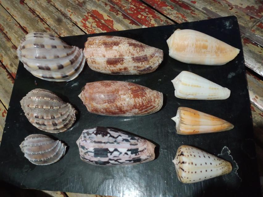 เปลือกหอยสวยงาม สระสม รูปที่ 8