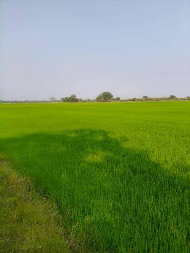 ขายที่เปล่า (ที่นา) จ. สุพรรณบุรี 4