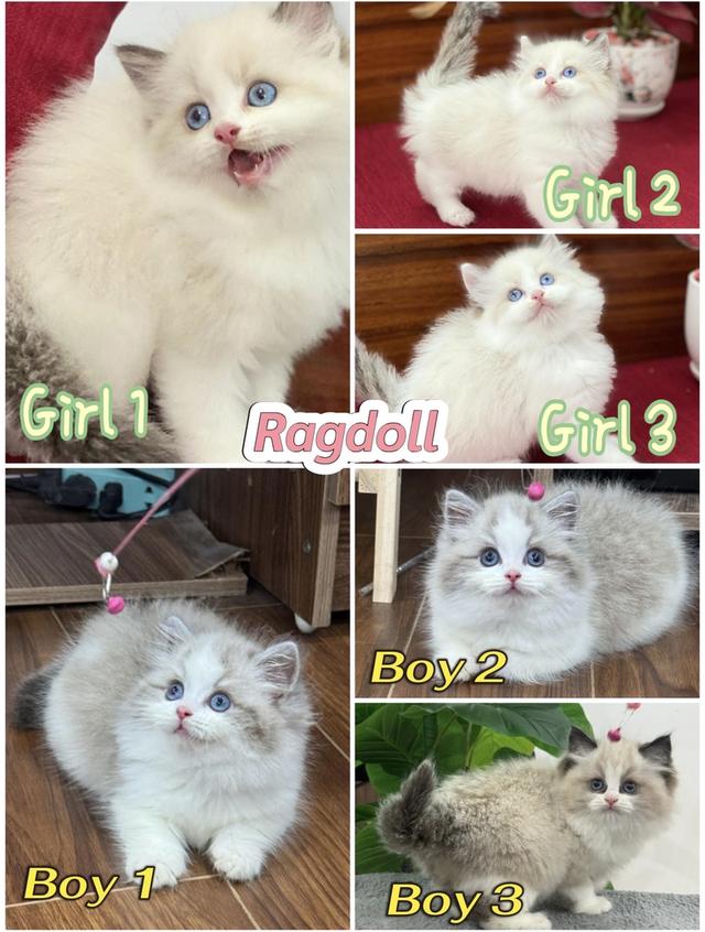 แมวRagdollกทมมาดูตัวได้