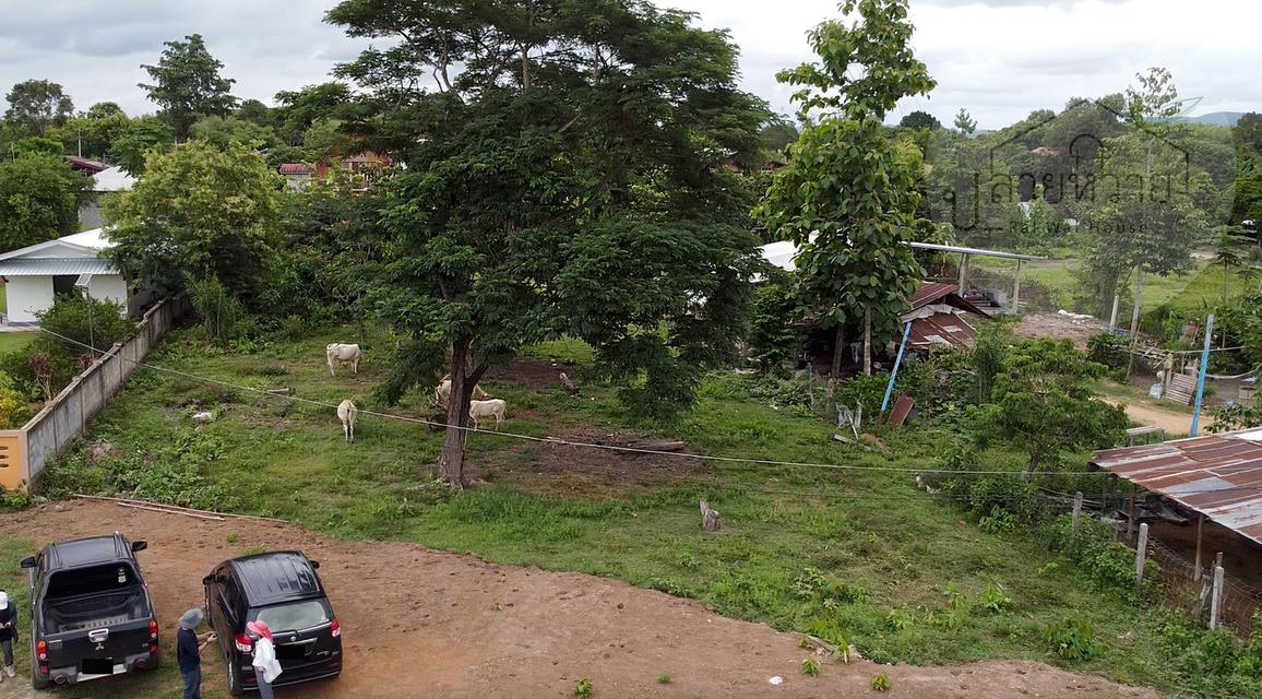 ขายที่ดินสวย(สี่เหลี่ยมผืนผ้า) 2 งาน 4 ตร.ว. อ.ภูเพียง จ.น่าน 6