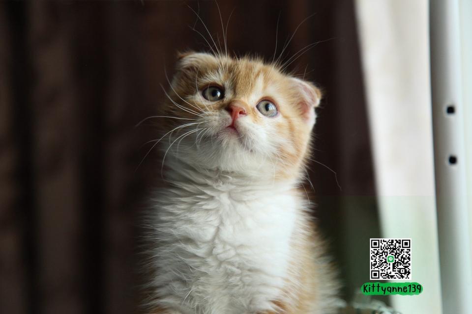 แมวสก็อตติชโฟลด์แท้แบ่งเลี้ยง รูปที่ 14