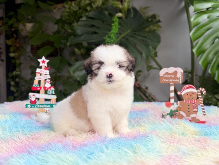 ชิสุผสมปอม เพศชาย พิกัดรามอินทรา 12