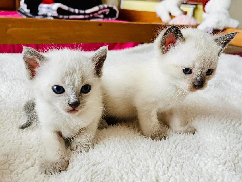 Siamese Kittens Ready  WhatsApp me : +66 63 826 3042