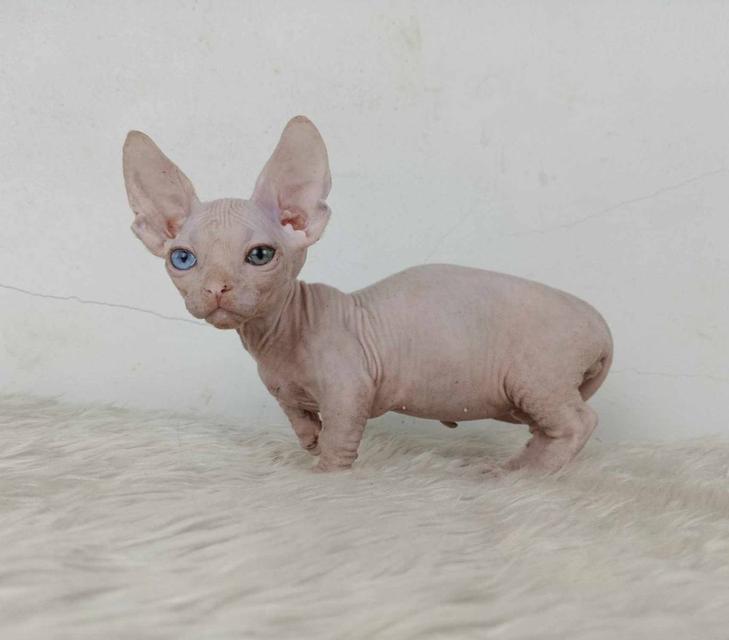 34.แมวแบมบิโน่/เพศผู้ หาบ้าน Bambino Cat/Male looking for a new home ตาสองสี/Odd-eyed