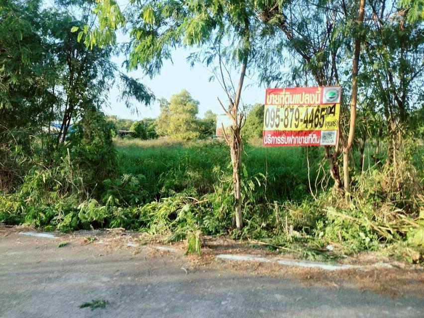 ขายถูกที่ดินใกล้วัดธรรมกาย 204  ตรว ติดถนนคอนกรีตสาธารณะ ซ.คลองสาม 10/15 อ.คลองหลวง จ.ปทุมธานี 1