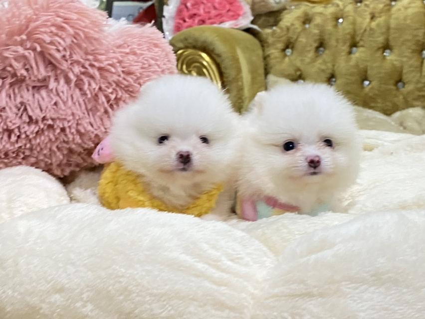ลูกปอมเมอเรเนียนแท้ น่ารัก สดใส ขี้เล่น สีสวย สอบถามได้นะคะ รูปที่ 7