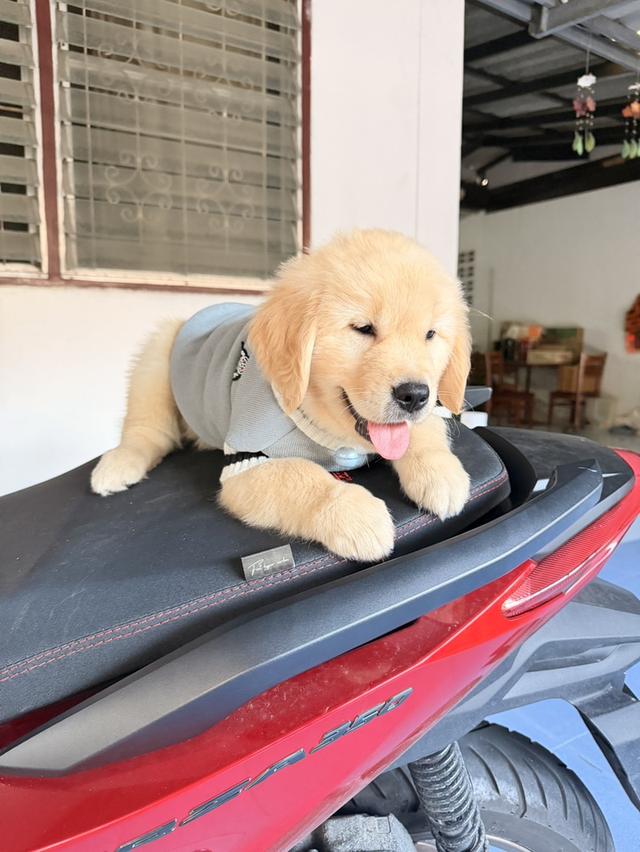 สุนัขโกลเด้น รีทรีฟเวอร์