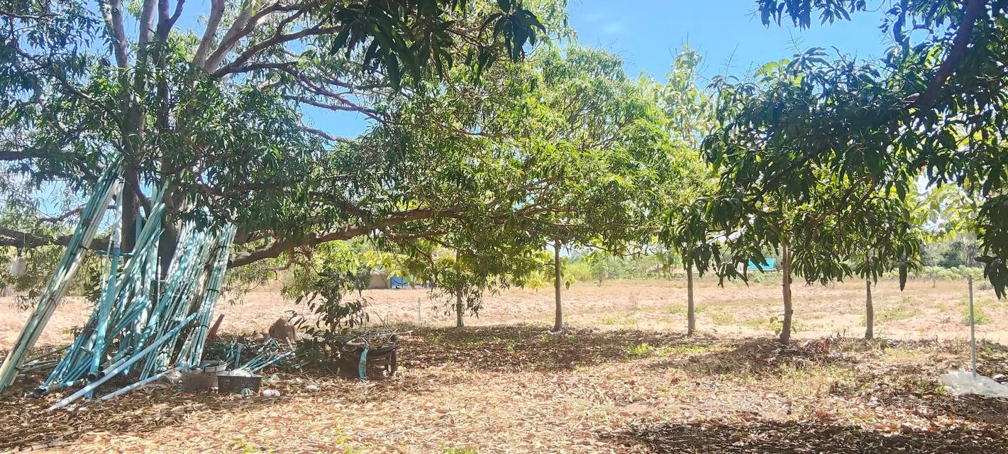 ขายบ้านและที่ดินพร้อมเข้าอยู่ 6