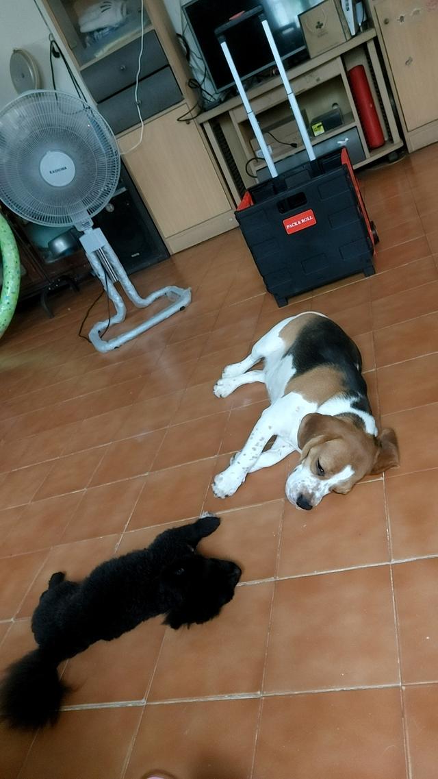 ขายสุนัขพันธุ์บีเกิ้ล