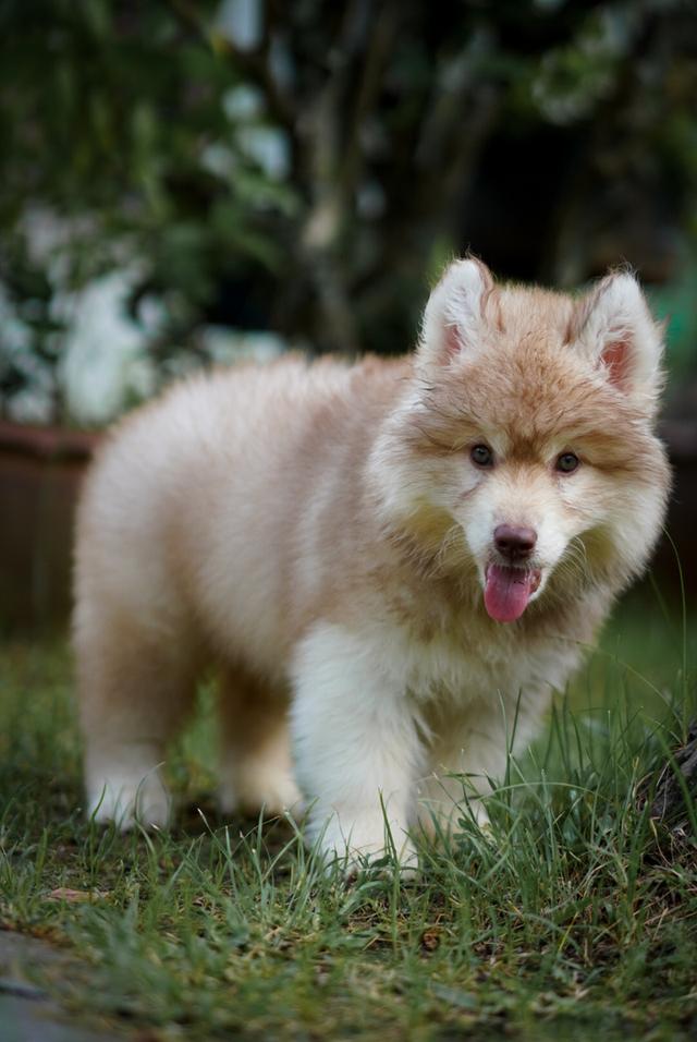 ไซบีเรียนฮัสกี้ Siberian husky ลูกสุนัขไซบีเรียนฮัสกี้ 12