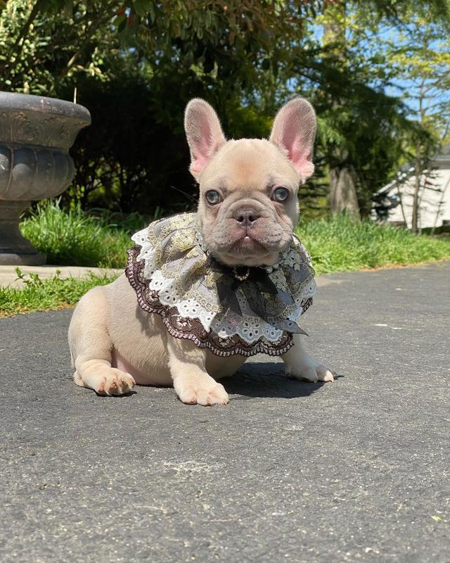 French Bulldog Puppies WhatsApp me : +66 63 826 3042