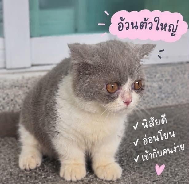 มันช์กิ้น อาตี๋น้อย 2เดือนกว่าวัคซีน1เข็ม พร้อมย้าย อ้วนกลมตัวใหญ่ เป็นบริติชมันช์กิ้นขาสั้น เหนียงสวยแก้มเยอะ กรุงเทะเข้ามาดูได้ รูปย่อยที่ 2
