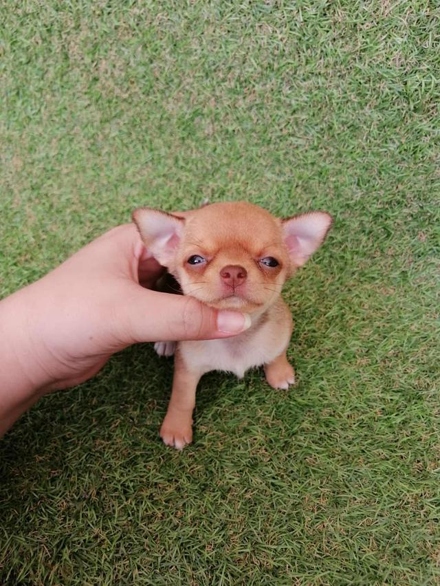 ชิวาว่าเเท้ขนสั้น ญ. 2