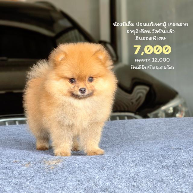 ปอมหน้าหมีพันธุ์แท้น้องบีเอ็ม 1