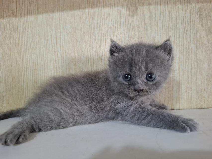 ลูกแมวบริติชลองแฮร์ ช็อตแฮร์